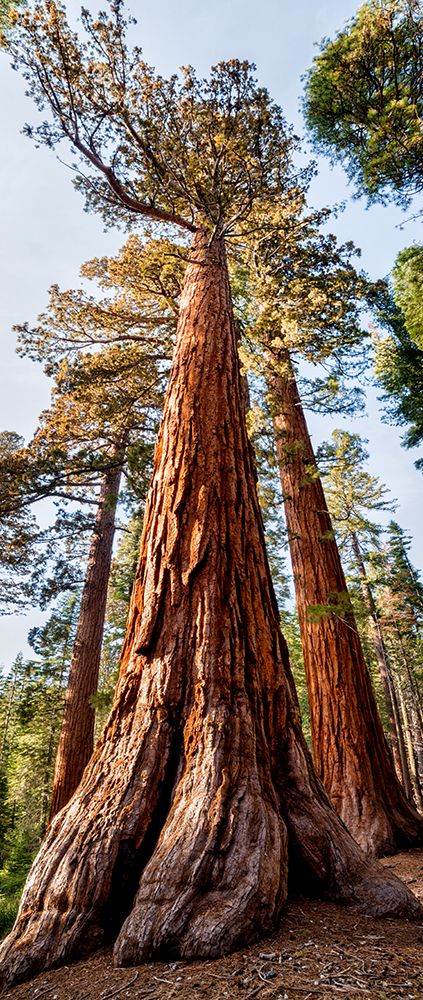 USA-California-Yosemite National Park Giant Sequoia trees in Mariposa Grove